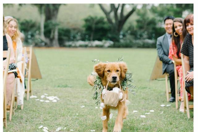 Dog Walking Wedding Aisle
