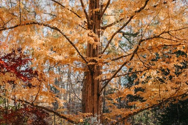Fall Outdoor Ceremony