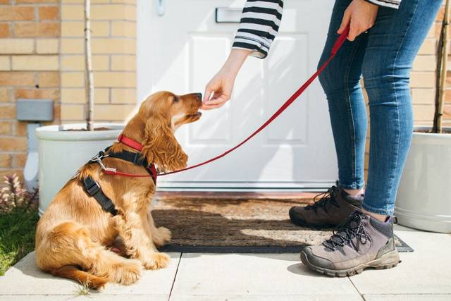 Furever Friends Pet Care LLC