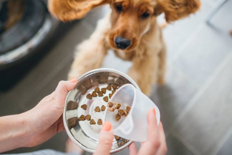 Furever Friends Pet Care LLC
