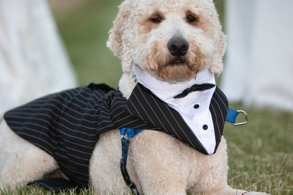 Furever Friends Pet Care LLC