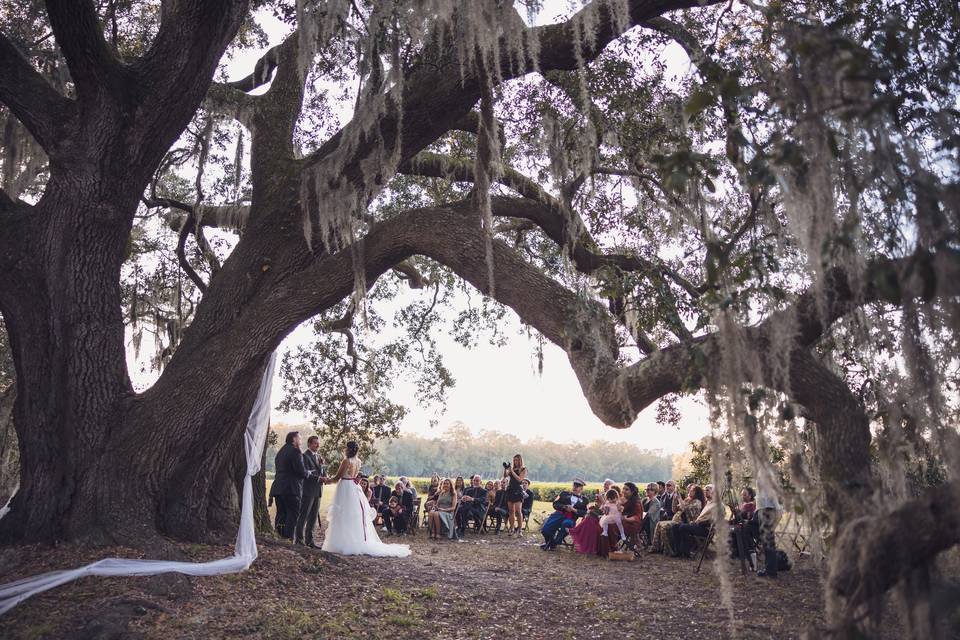 Wedding tree ceremony