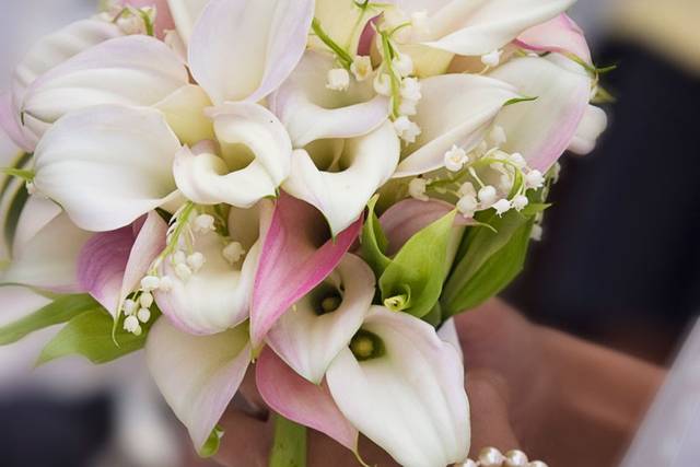 Marcia Campbell Photography