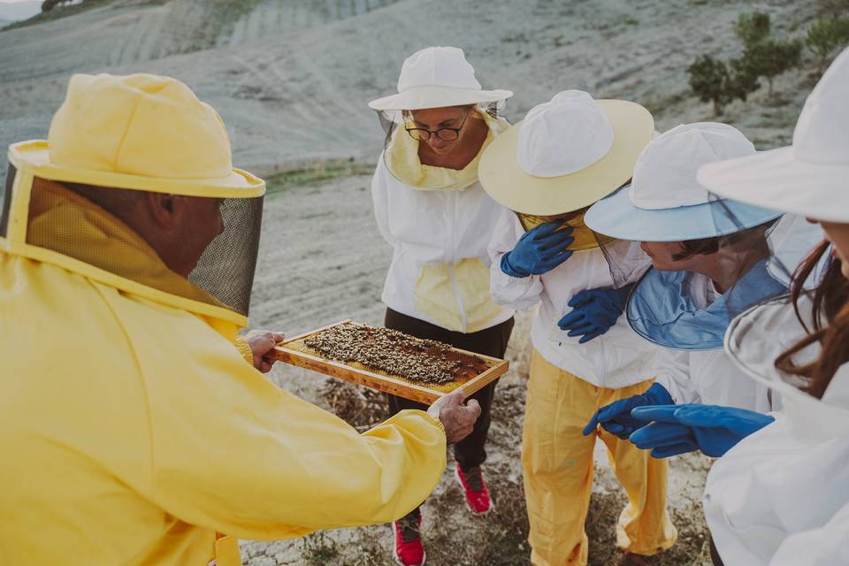 Honey experiences