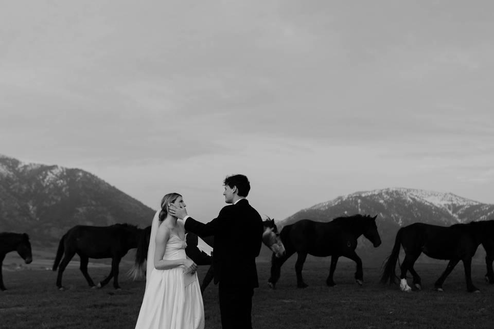 Horses gather.