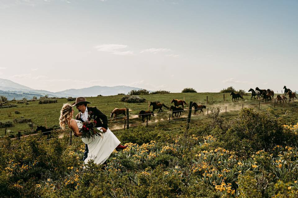 Bringing the horses up.
