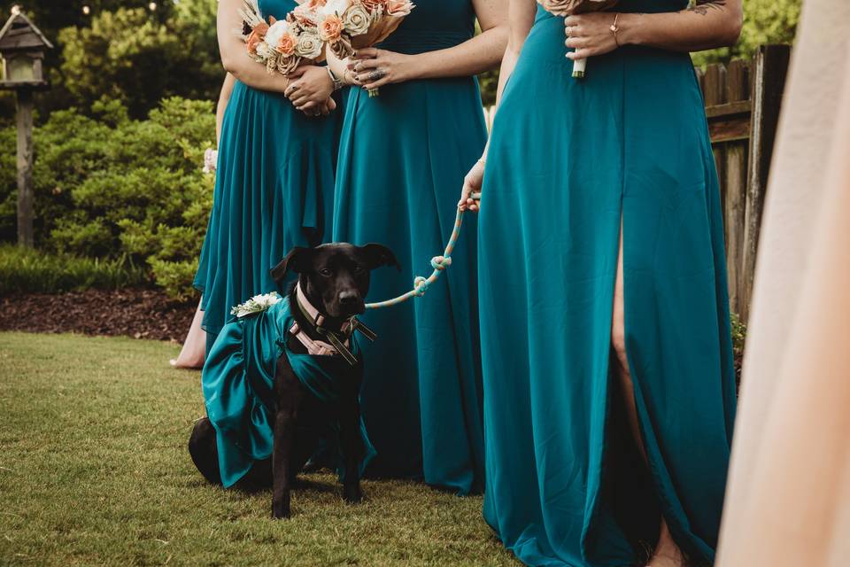 Paws & Petals Service