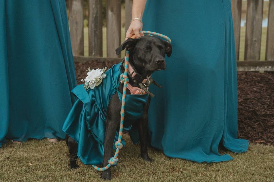 Paws & Petals