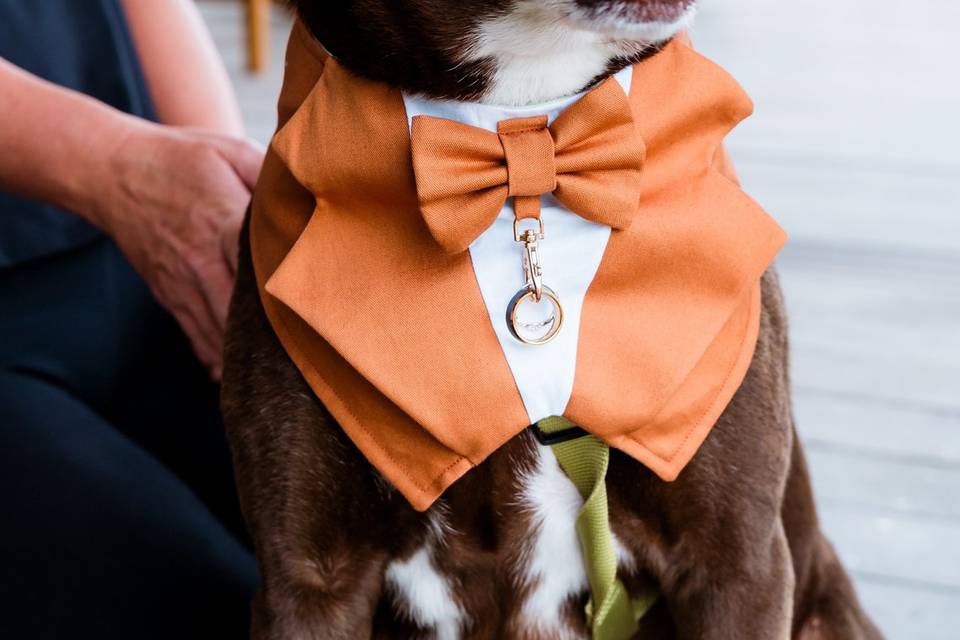 Paws & Petals