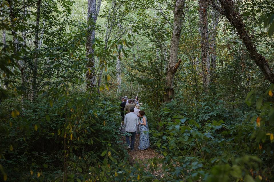 Native forest walk