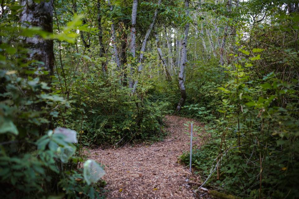 Native forest walk