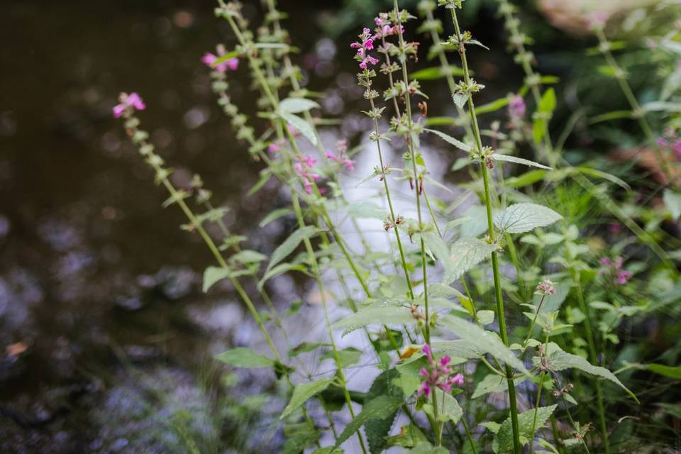 Native flowers abound