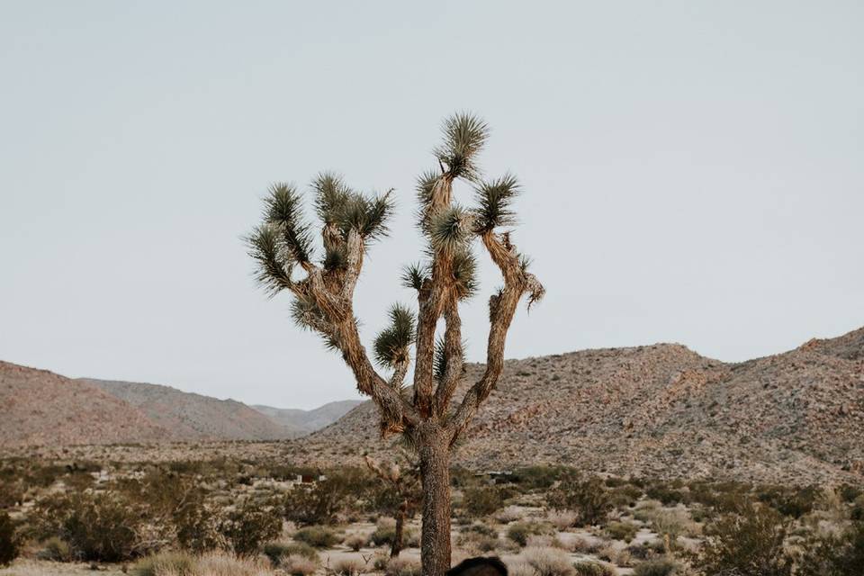 Wedding portrait in the desert