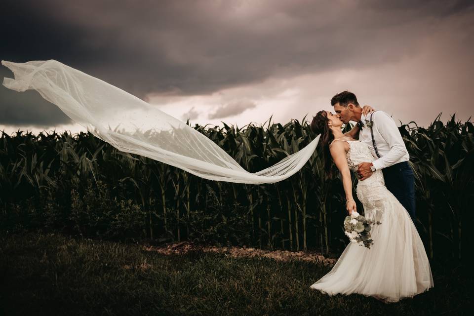 Corn Fields Background