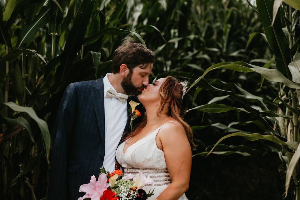 Corn Fields Background