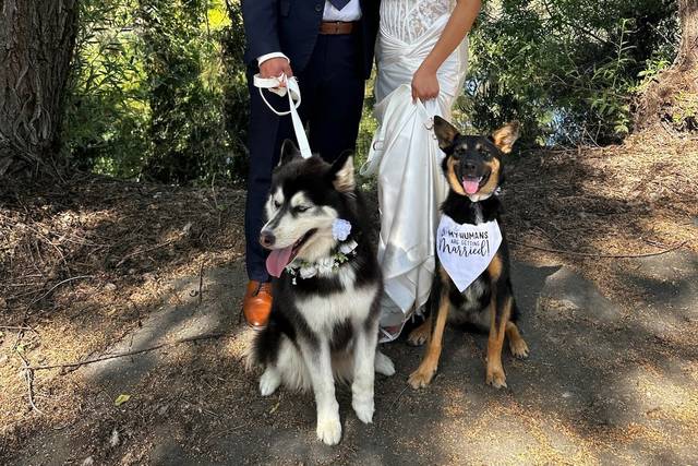 Wedding dog enjoying an outdoor break