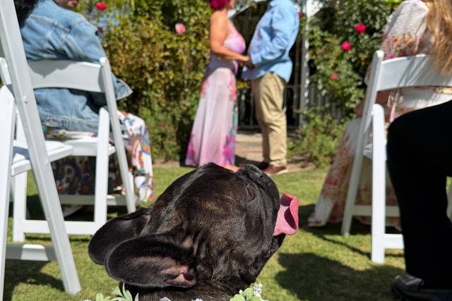 Wedding portraits with a beloved dog