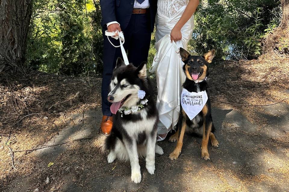 Wedding dog enjoying an outdoor break