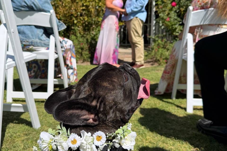 Wedding portraits with a beloved dog