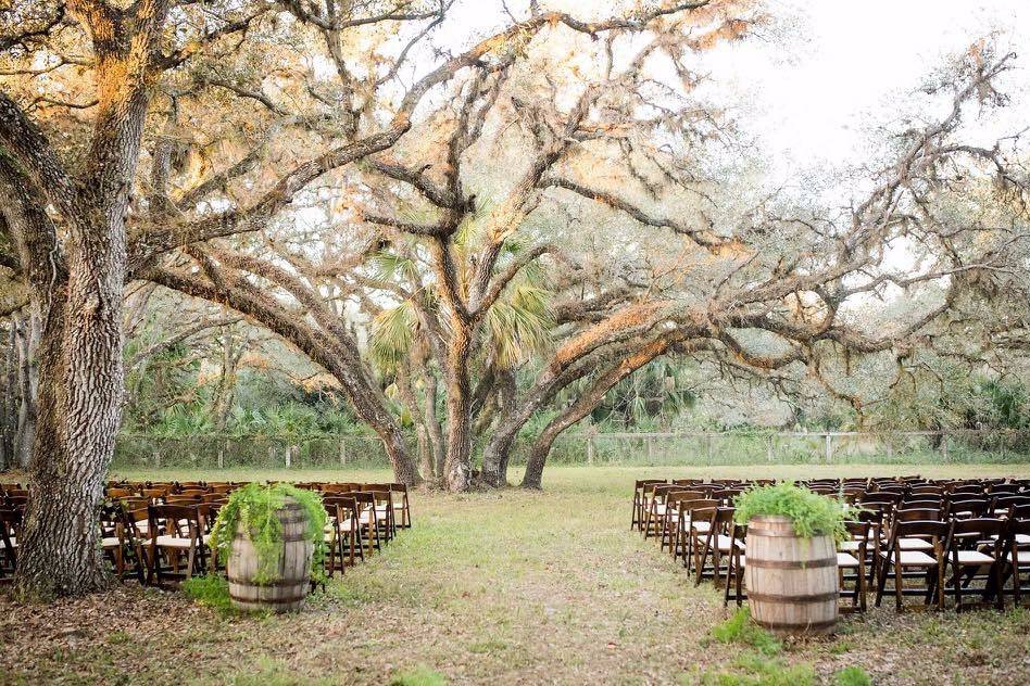 Fruitwood Folding Chairs