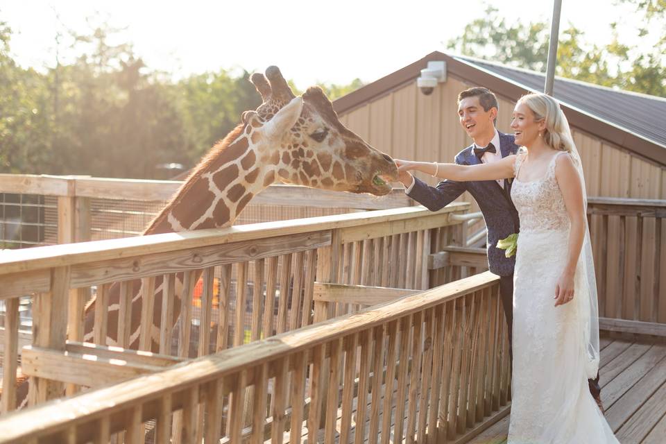 Giraffe Feeding