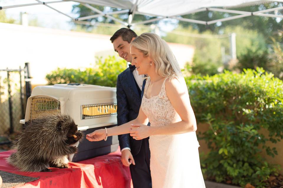 Porcupine Greet