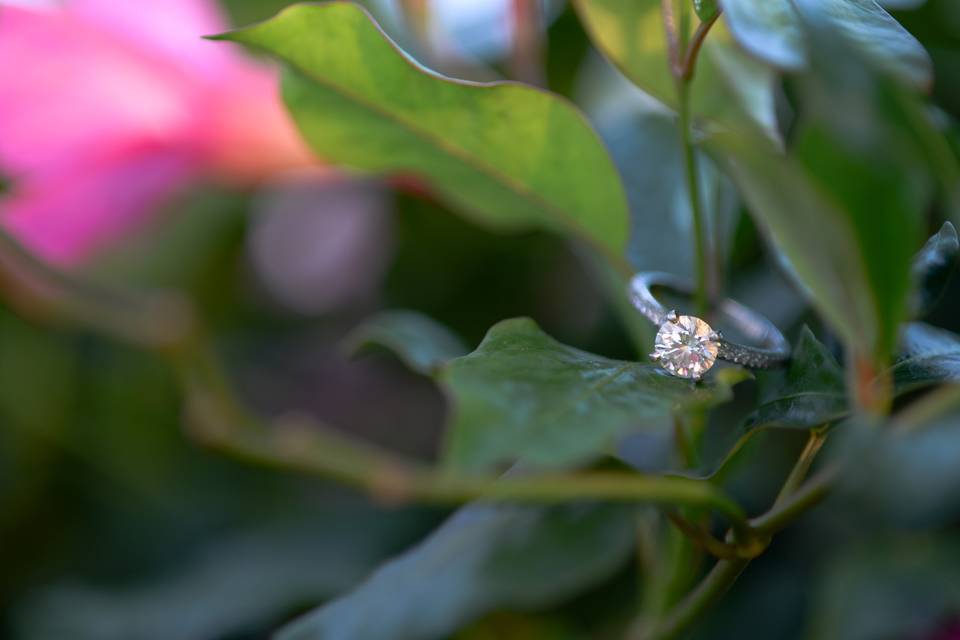Rhea Whitney Photography