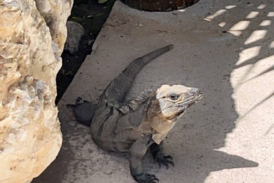 Exotic wildlife