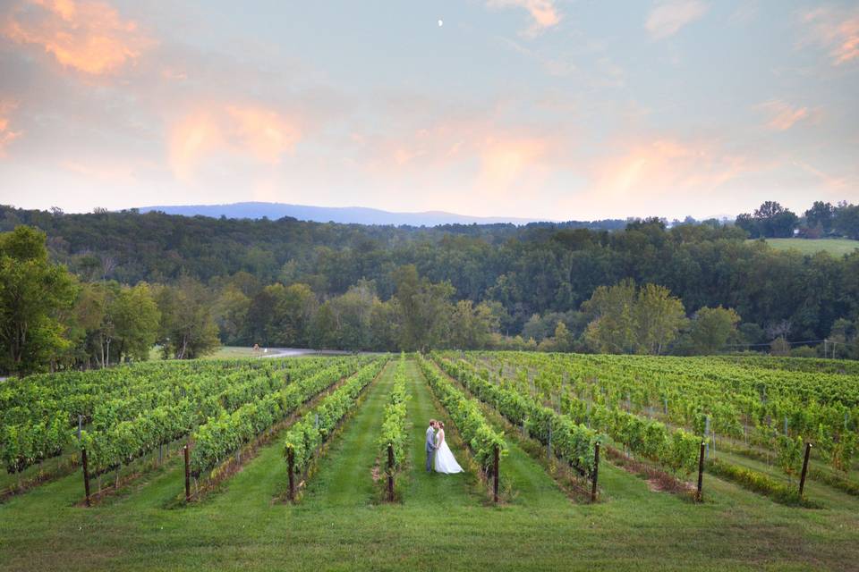 Yellow Aspen tree wedding