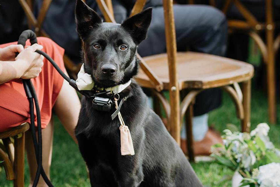 Dog ring bearer