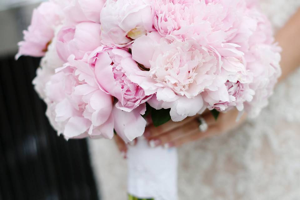 Blush pink roses