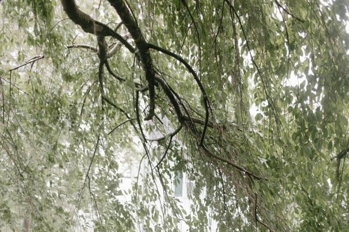 Weeping Cherry Tree
