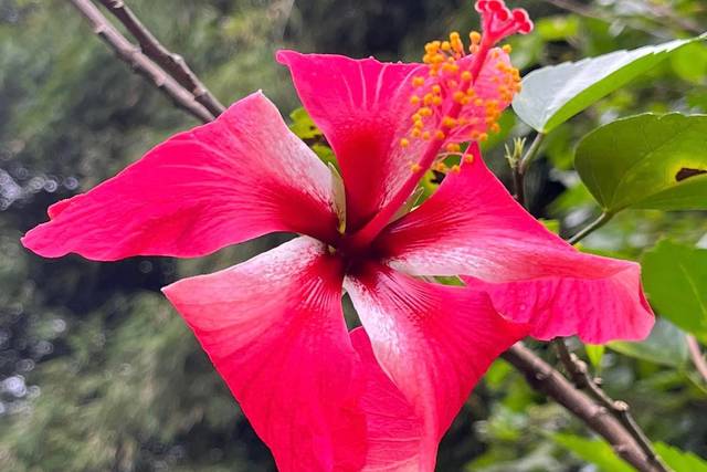Hawaii