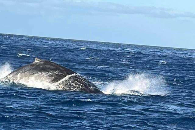 Whale