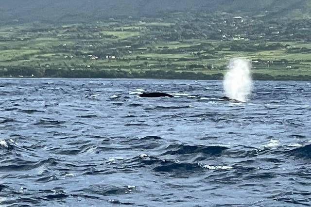 Whale