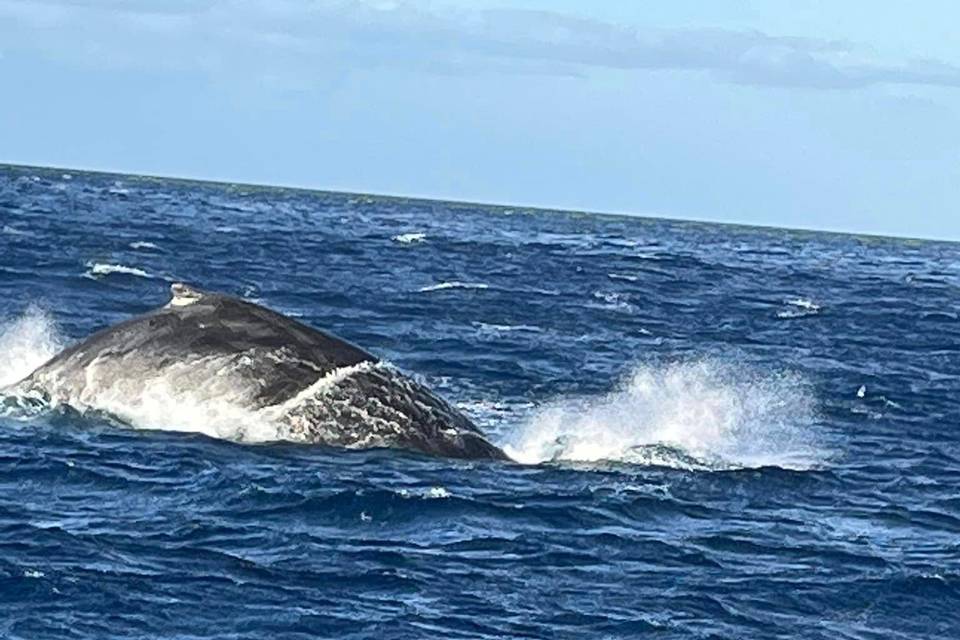 Whale