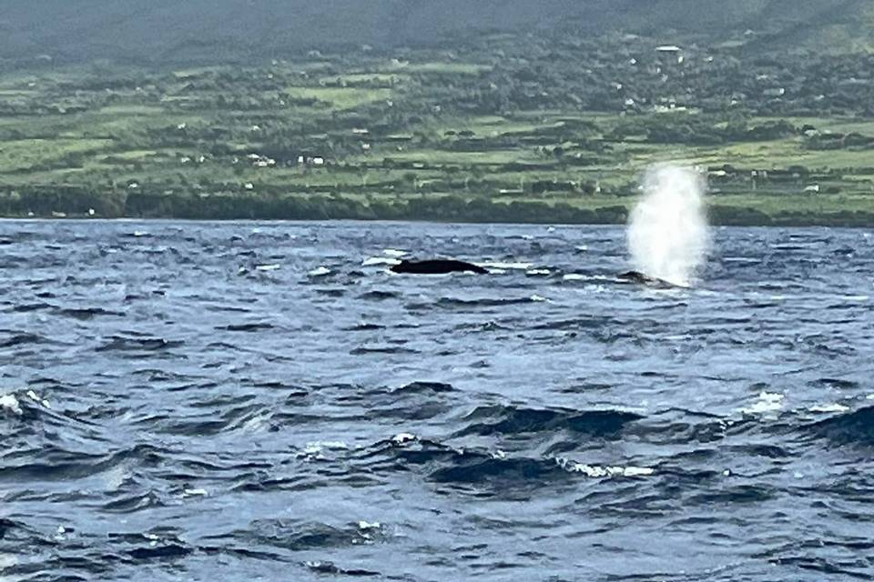 Whale