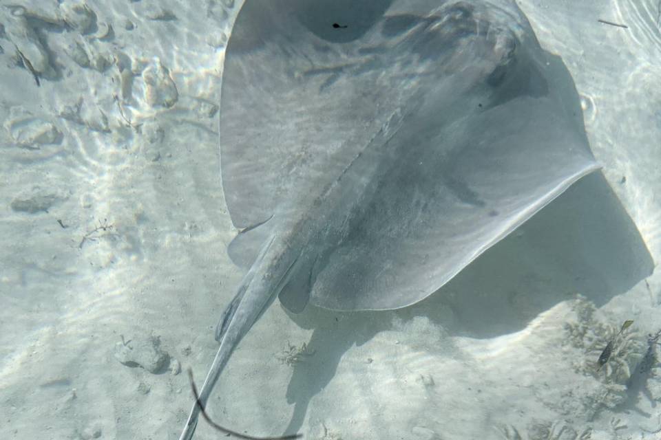 Manta ray