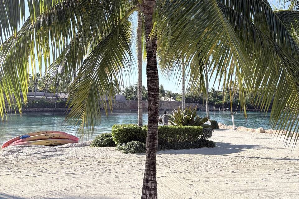 Palm tree