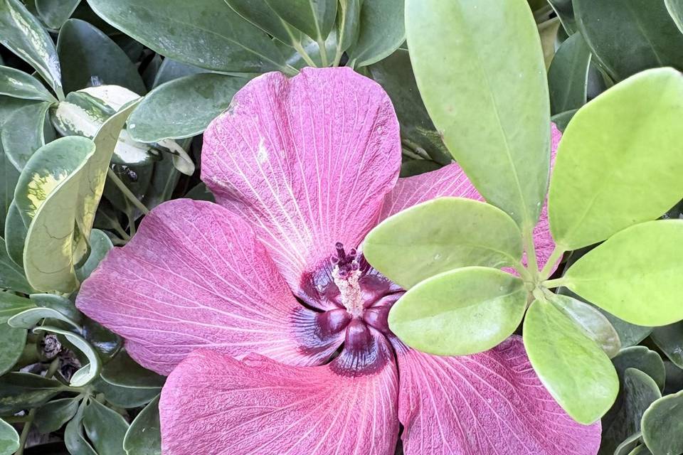 Maui