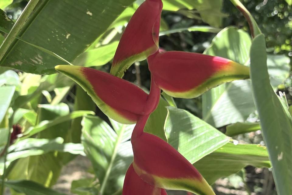 Jamaica