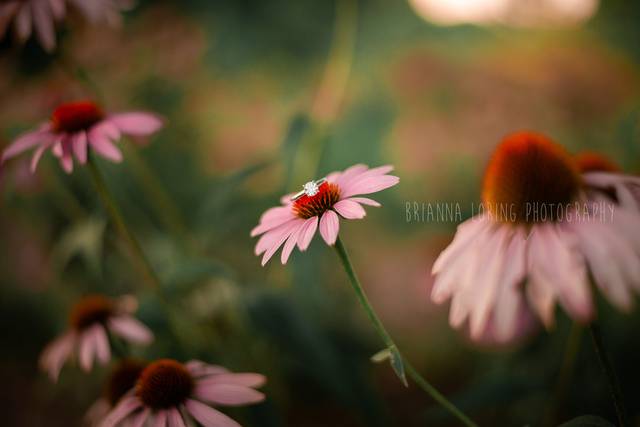 Brianna Loring Photography