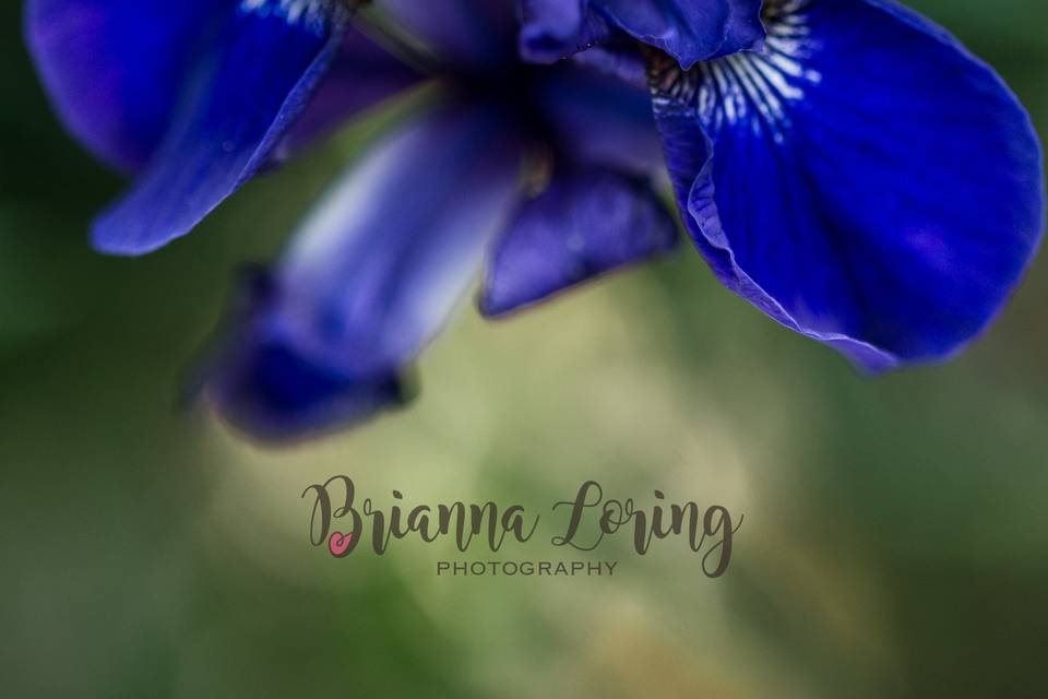 Brianna Loring Photography
