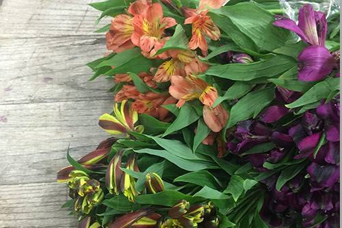 Alstromeria flowers