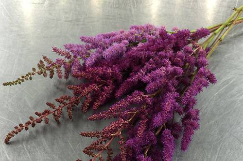 Astilbe