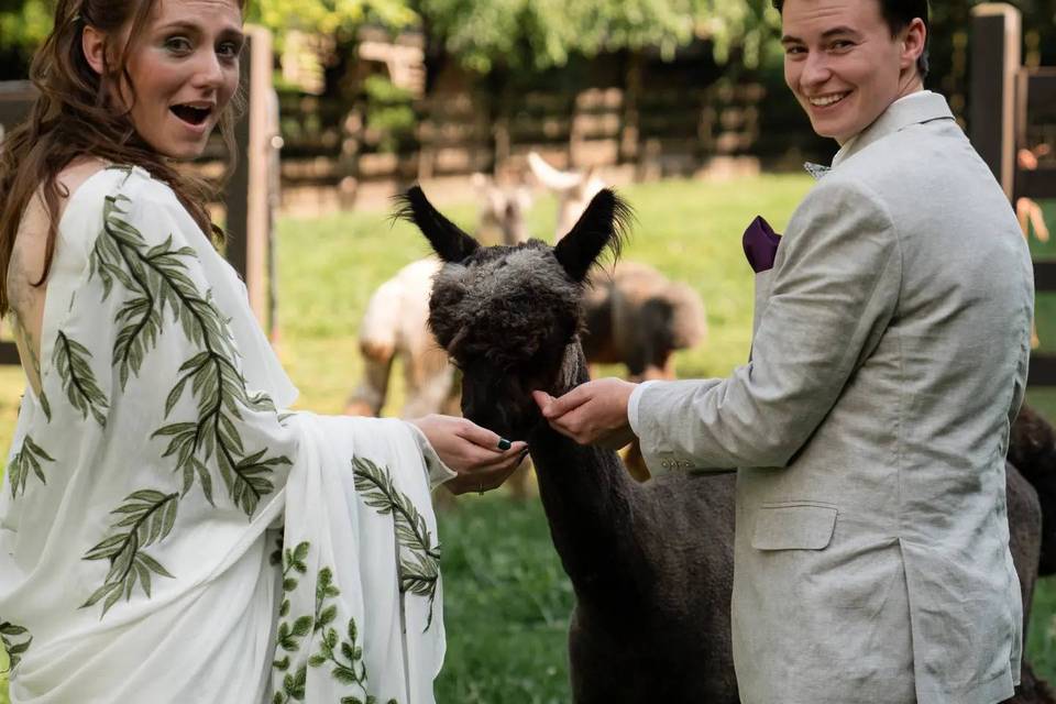 Alpaca Love