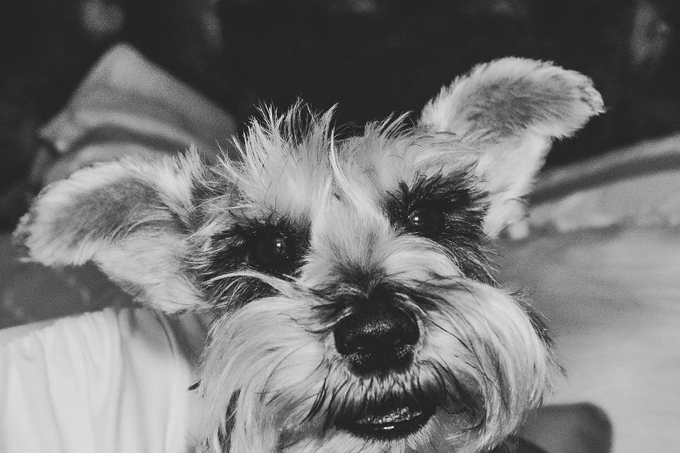 Pet of Honor