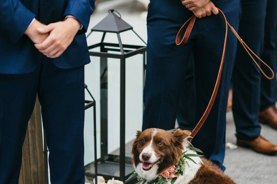 Puppy in wedding
