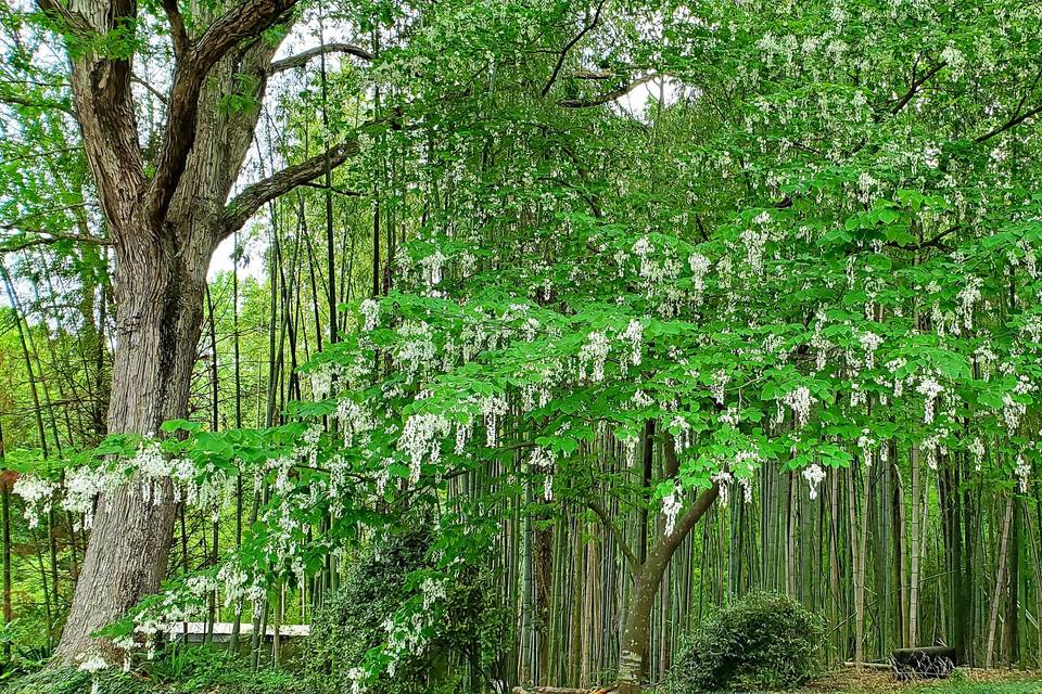 American Yellowwood in Bloom