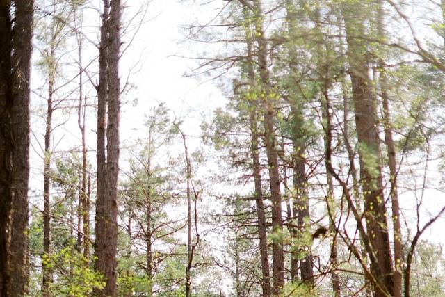 Background = Nature